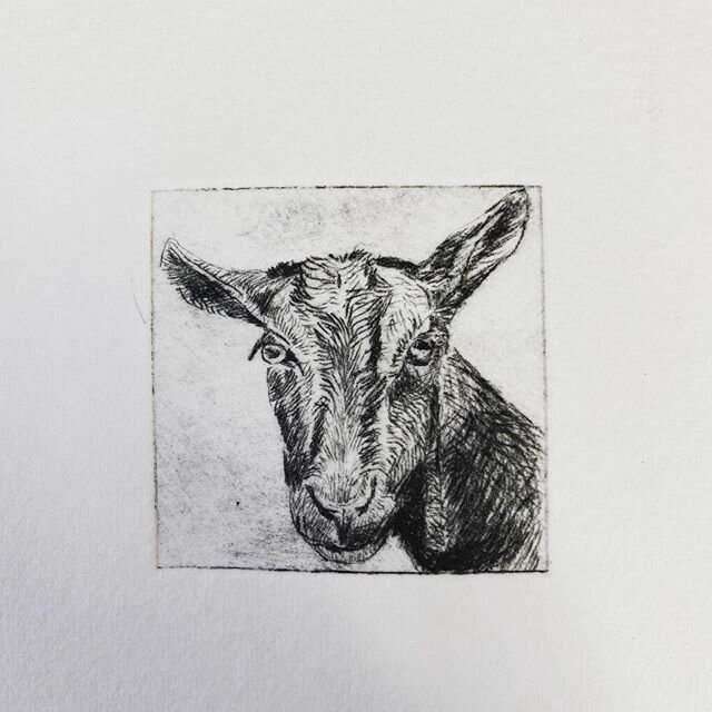 Another etching in my tiny editions, 4x4 cm art #goat #goatart #drypointetching #animalartwork #animalart