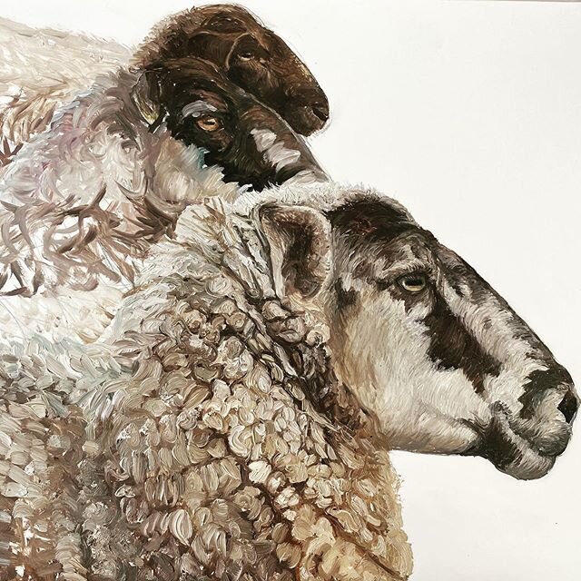 One of my oil sketches on board 36x28 cm unframed can be viewed on my website page work under £150 www.katiewilkins.co.uk #sheeppainting #animalart #oilsketch #sheep