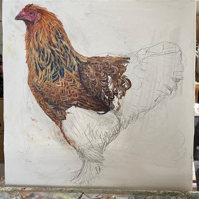 Slow process, but enjoying painting this beautiful girl. #chickenpainting #animalart #brahmachicken