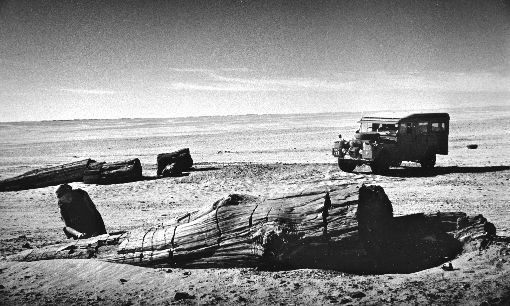 Discovery of a petrified tree, Algerian Sahara 1957
