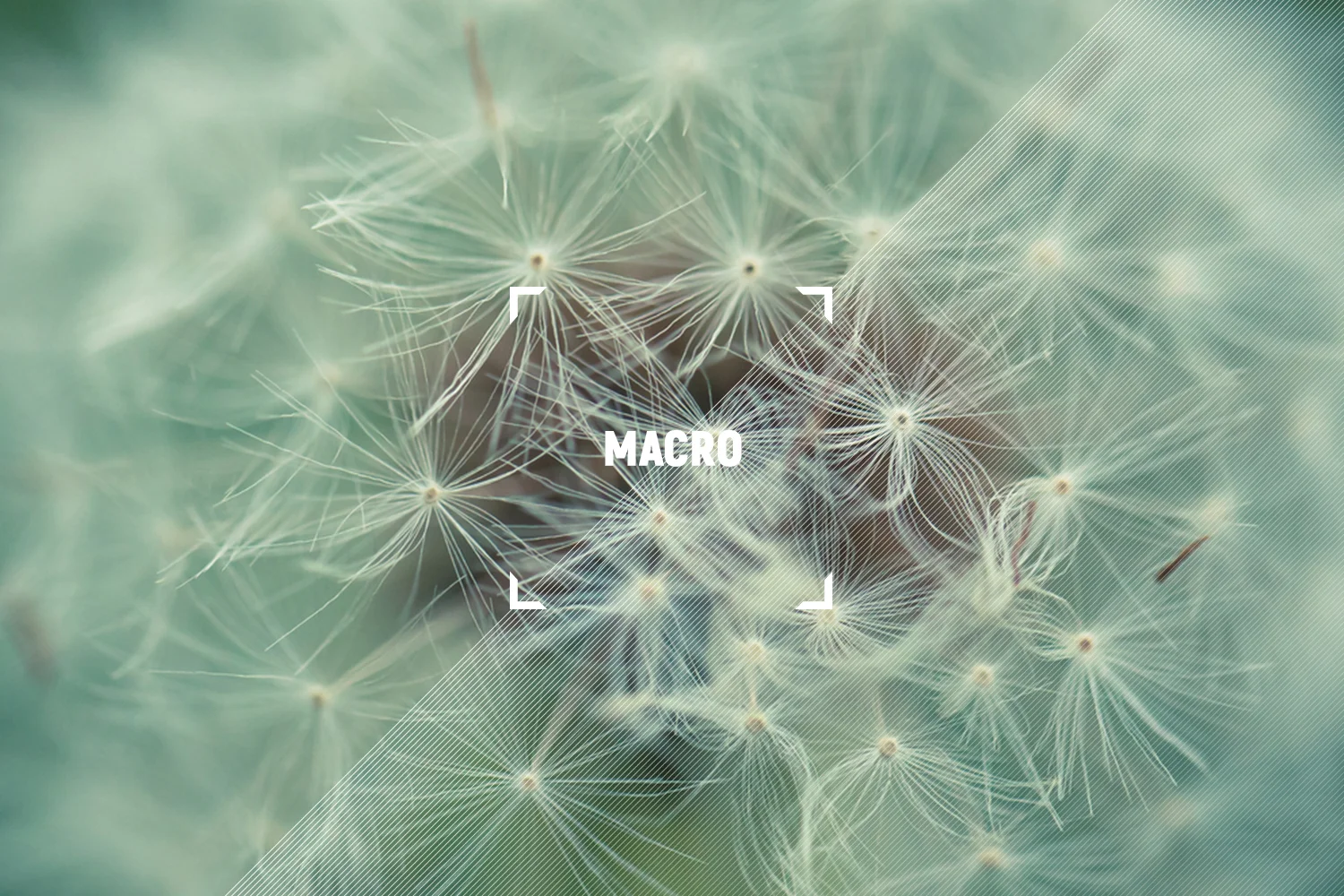 SSpace_Section_TT_Banners-TOF-MACRO.jpg