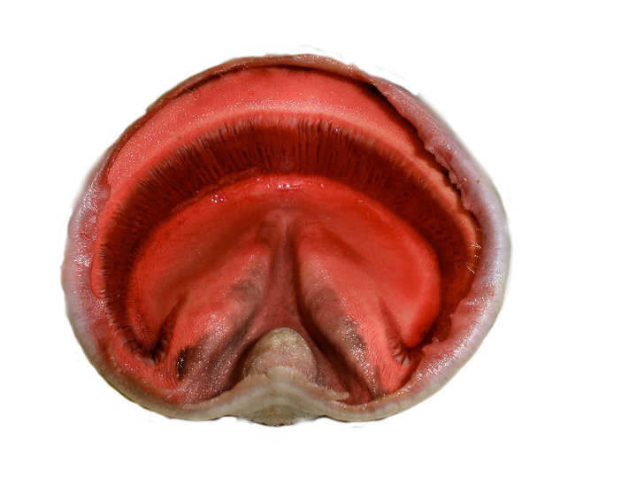 Figur 2. Inside of the hoof of a horse, showing the laminae