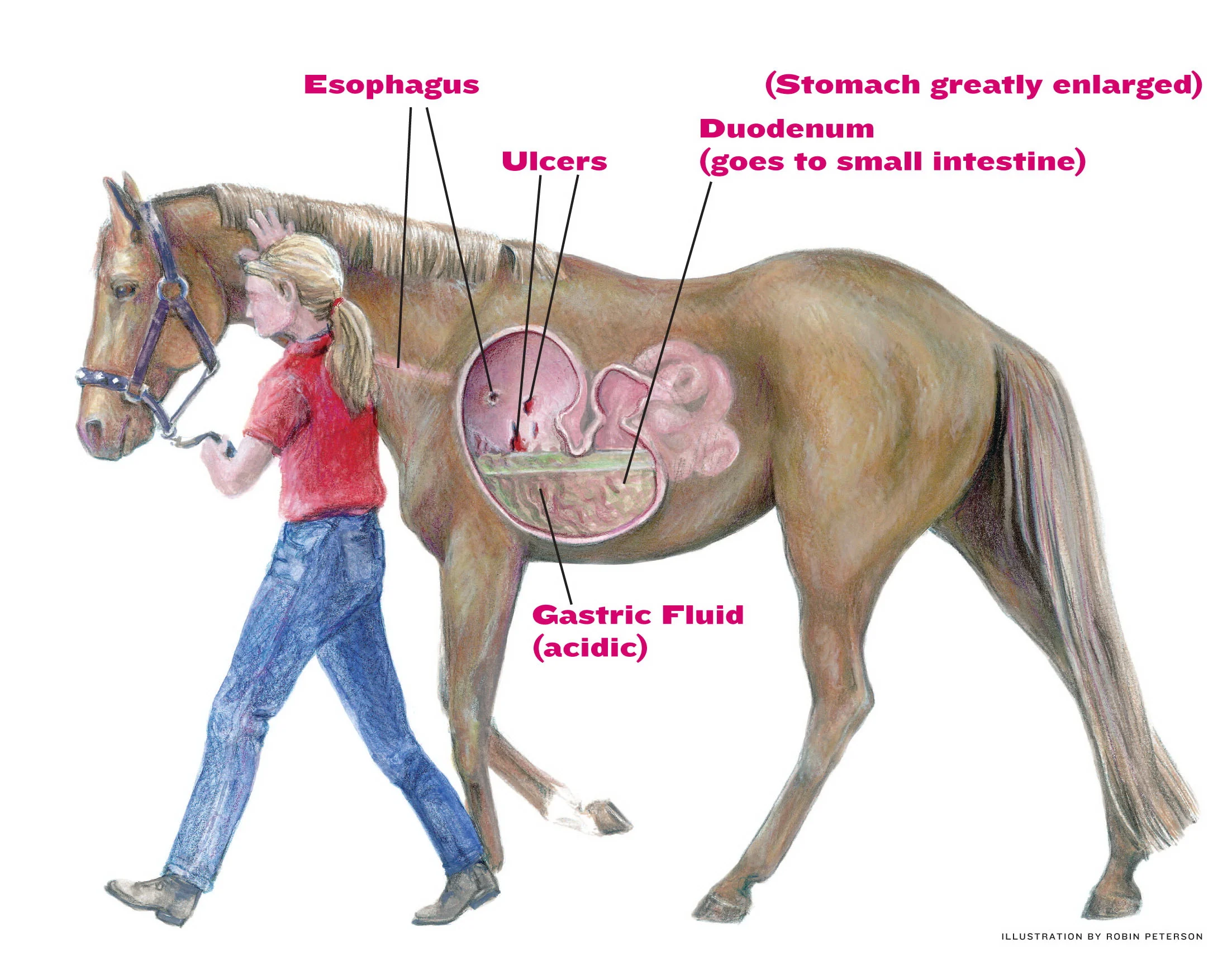 Bilde lånt fra: http://americashorsedaily.com/wp-content/uploads/Ulcers-illustration_text.jpg