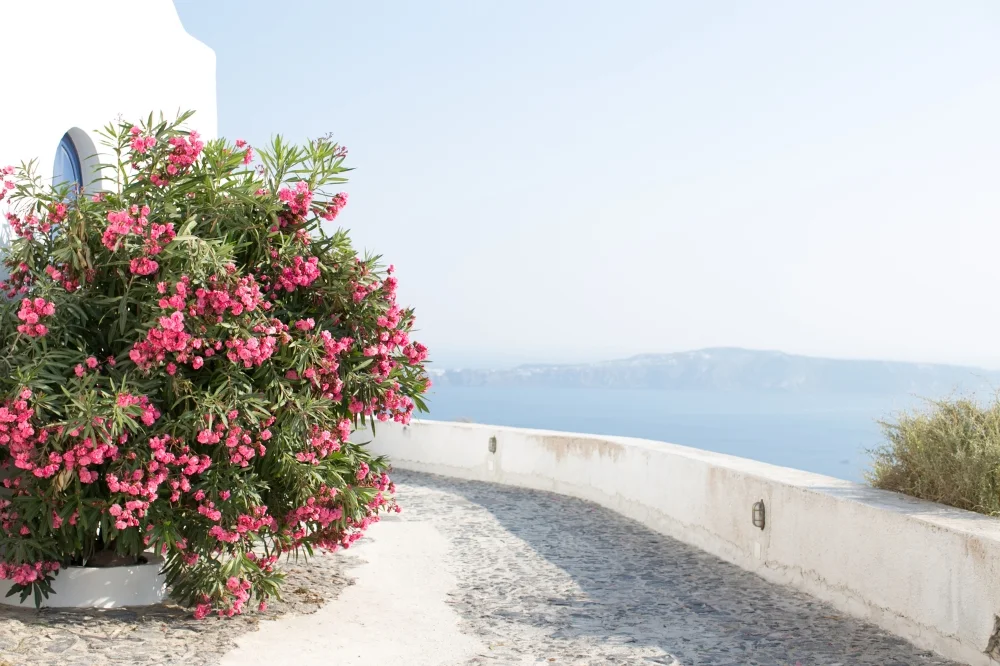 Santorini-46.jpg