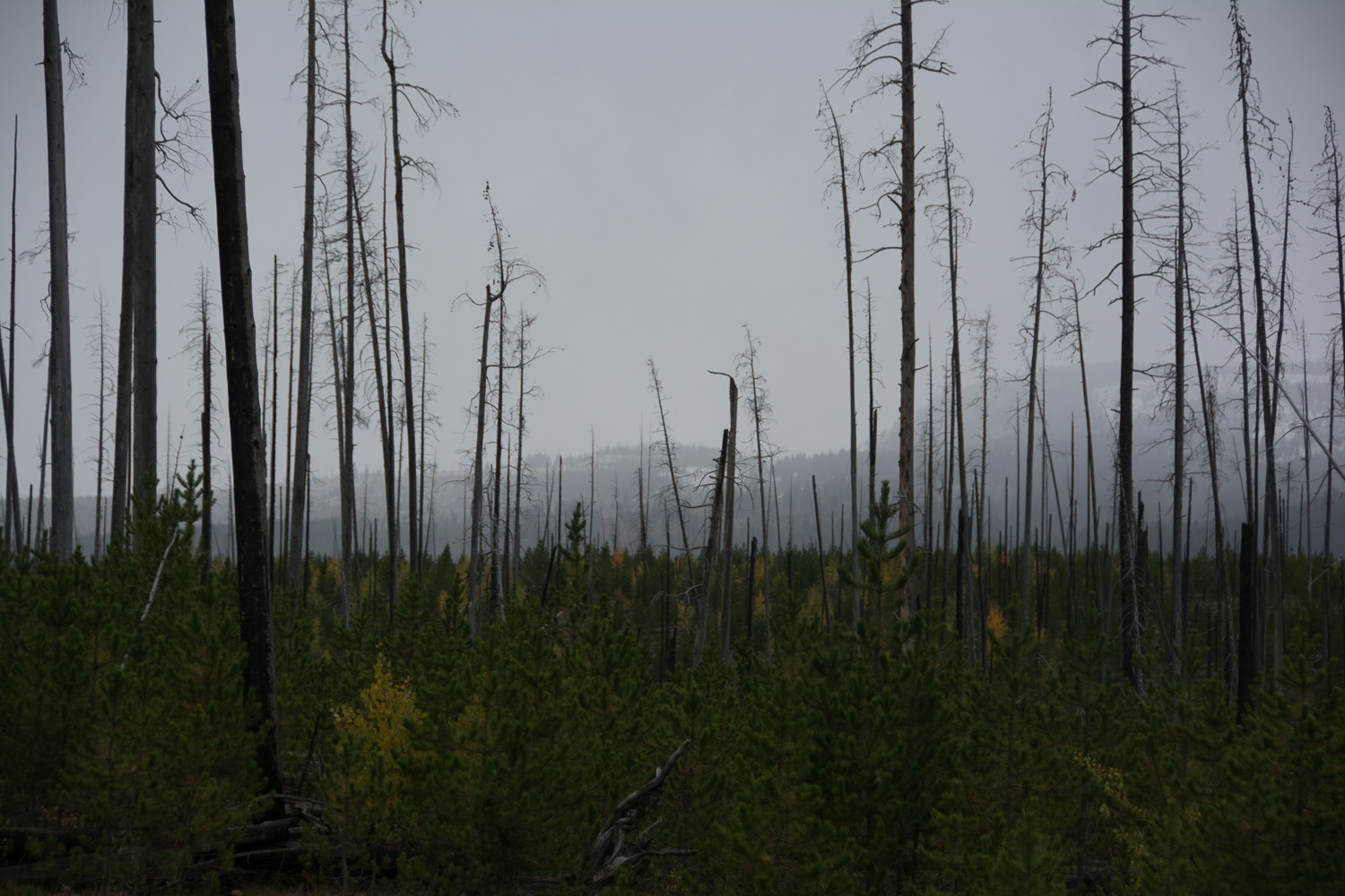 Forest Fire