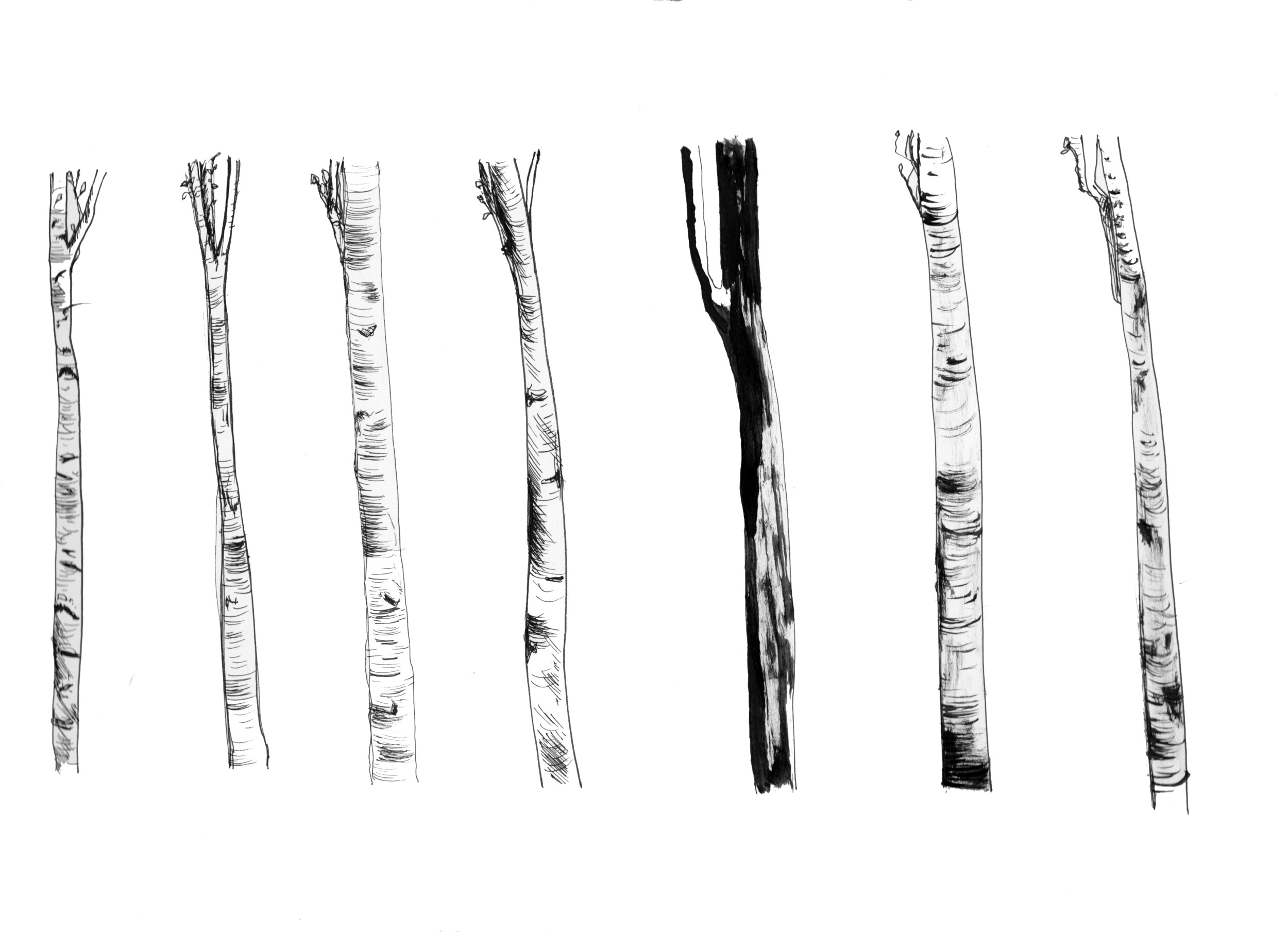 trees 1.jpg