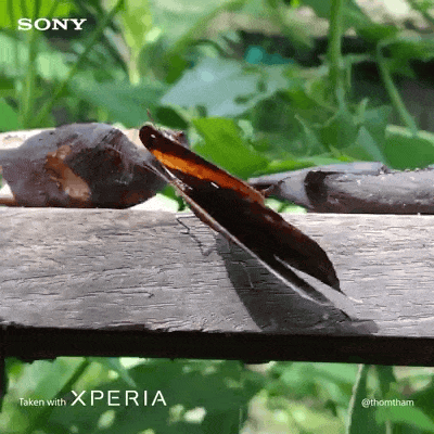 SONY BUTTERFLY 2M.gif