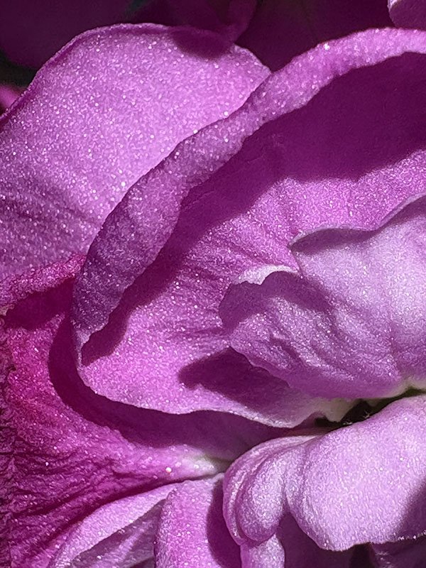 PinkSugar2026-05-19.jpg