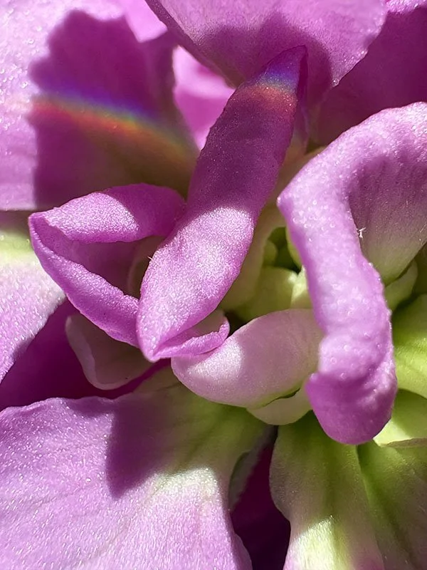 SugarRainbow2026-05-19.jpg