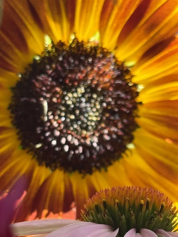 SunFlowers_2026-08-29.jpg