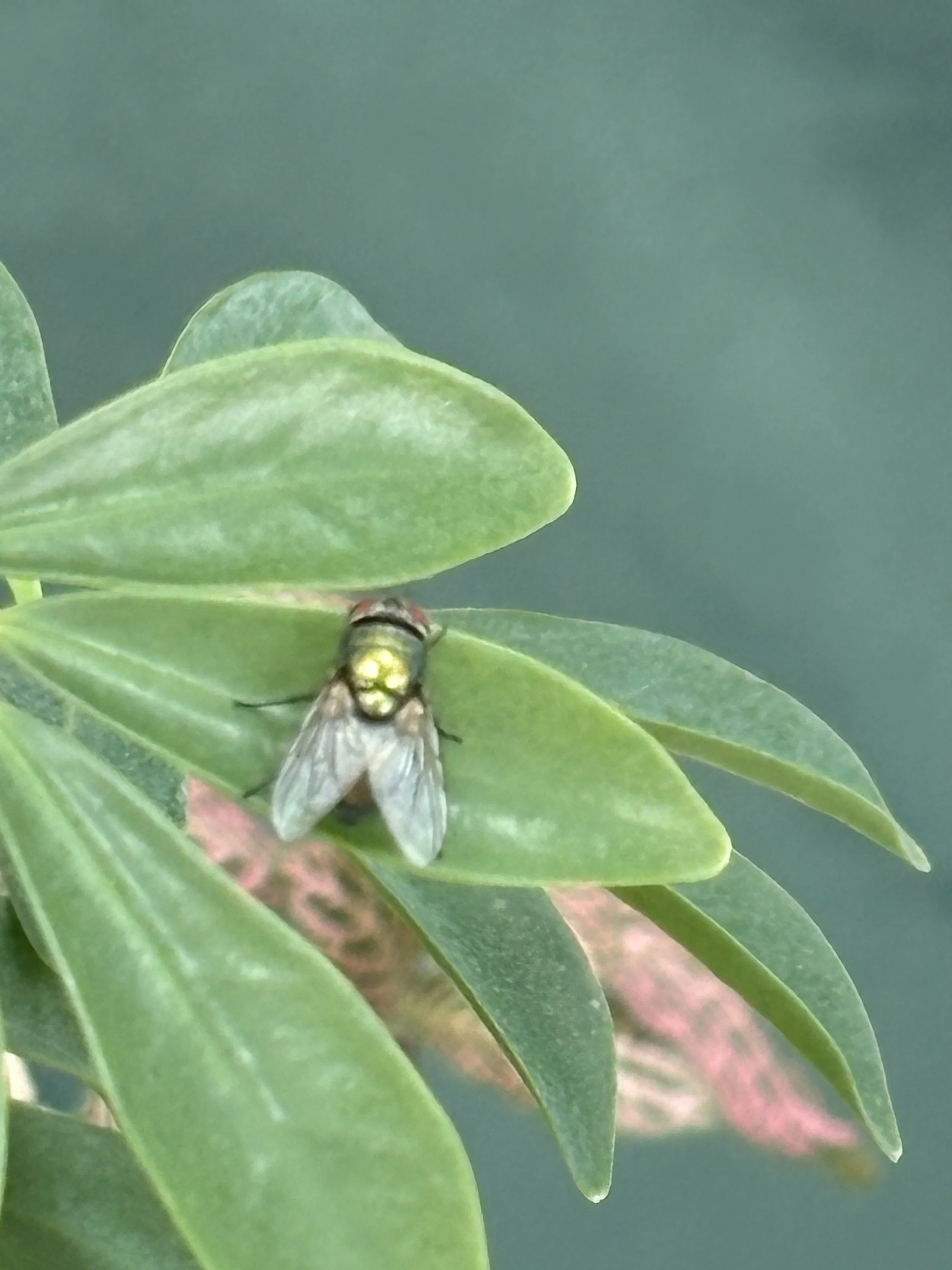 KingFly.jpg