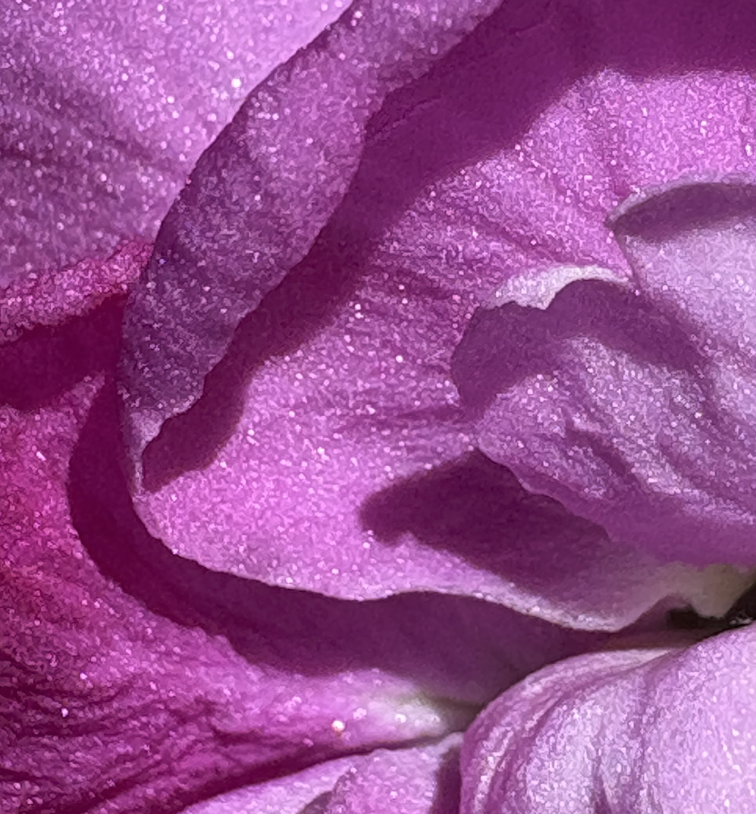 At Home: Flora