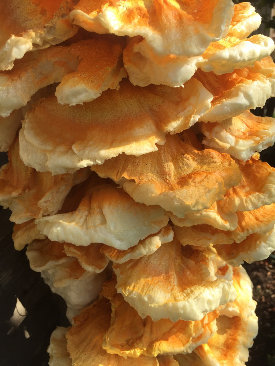 Chicken of the Woods, Oak Park, IL DETAIL