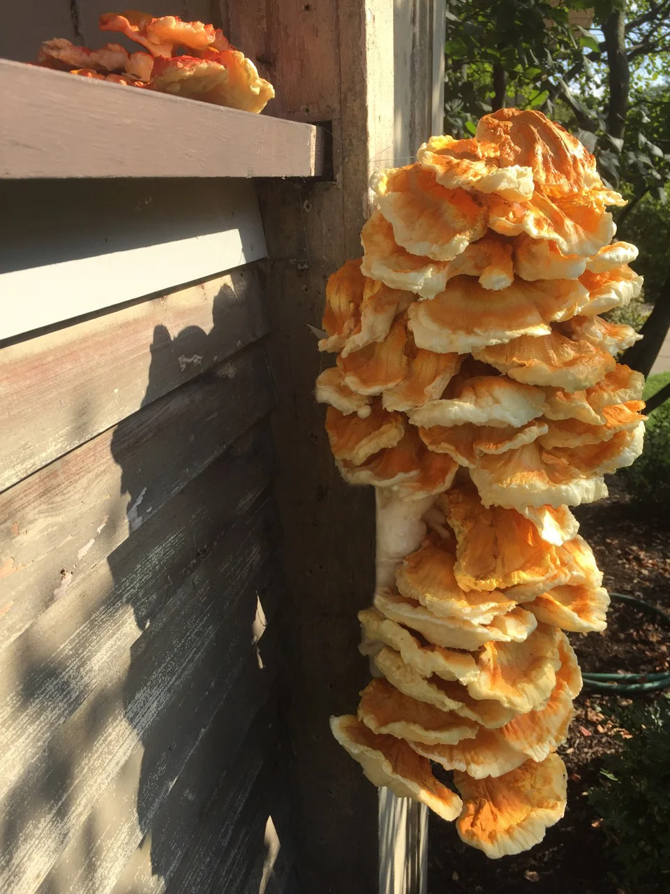 Chicken of the Woods, Oak Park, IL DETAIL