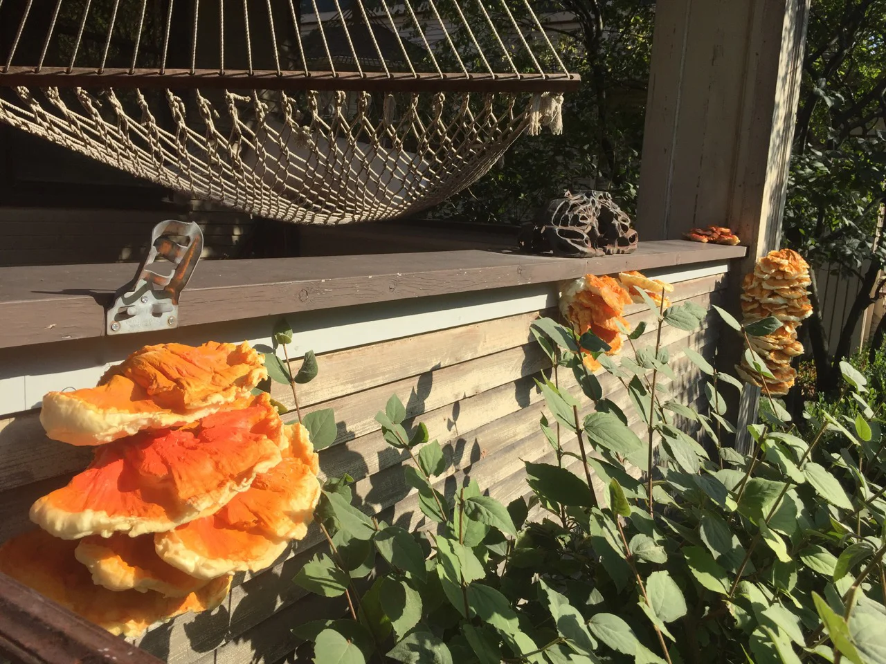 Chicken of the Woods, Oak Park, IL DETAIL