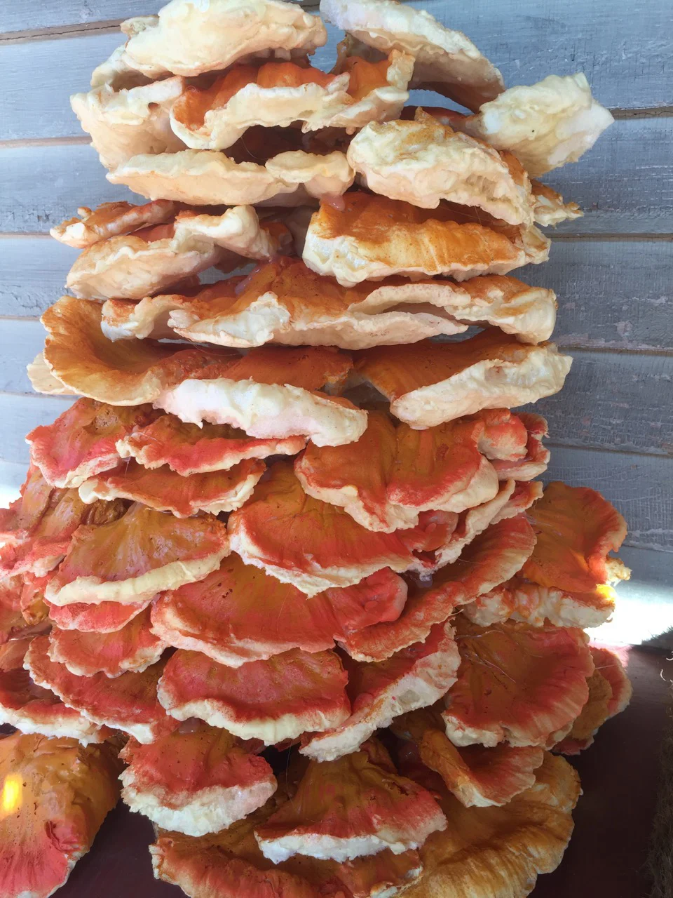 Chicken of the Woods, Oak Park, IL DETAIL