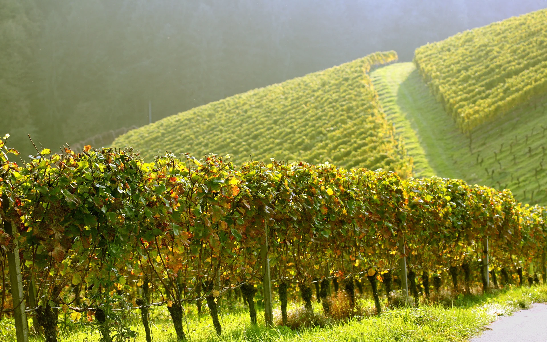 vineyard.jpg
