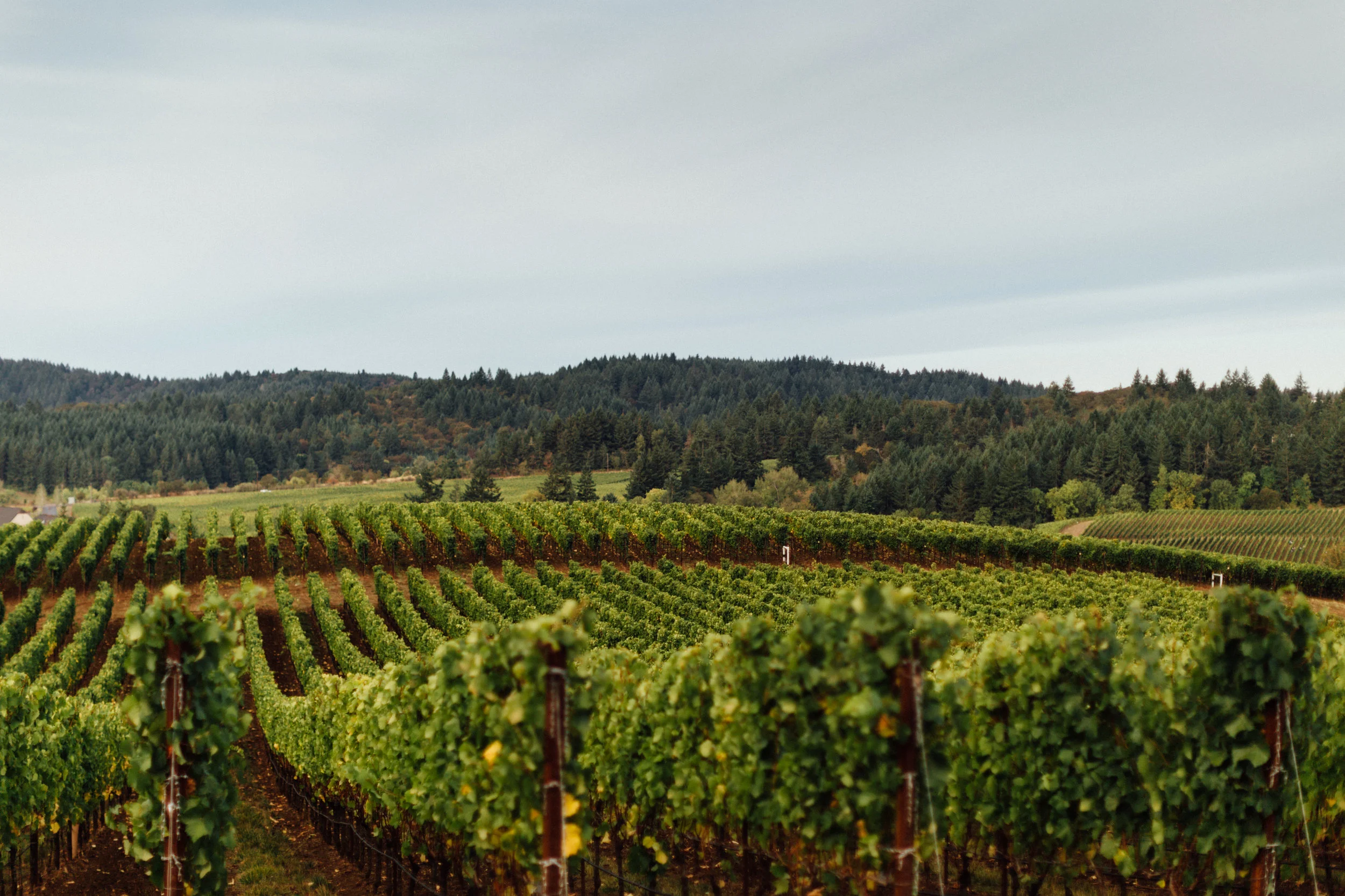 Zena Crown Vineyard