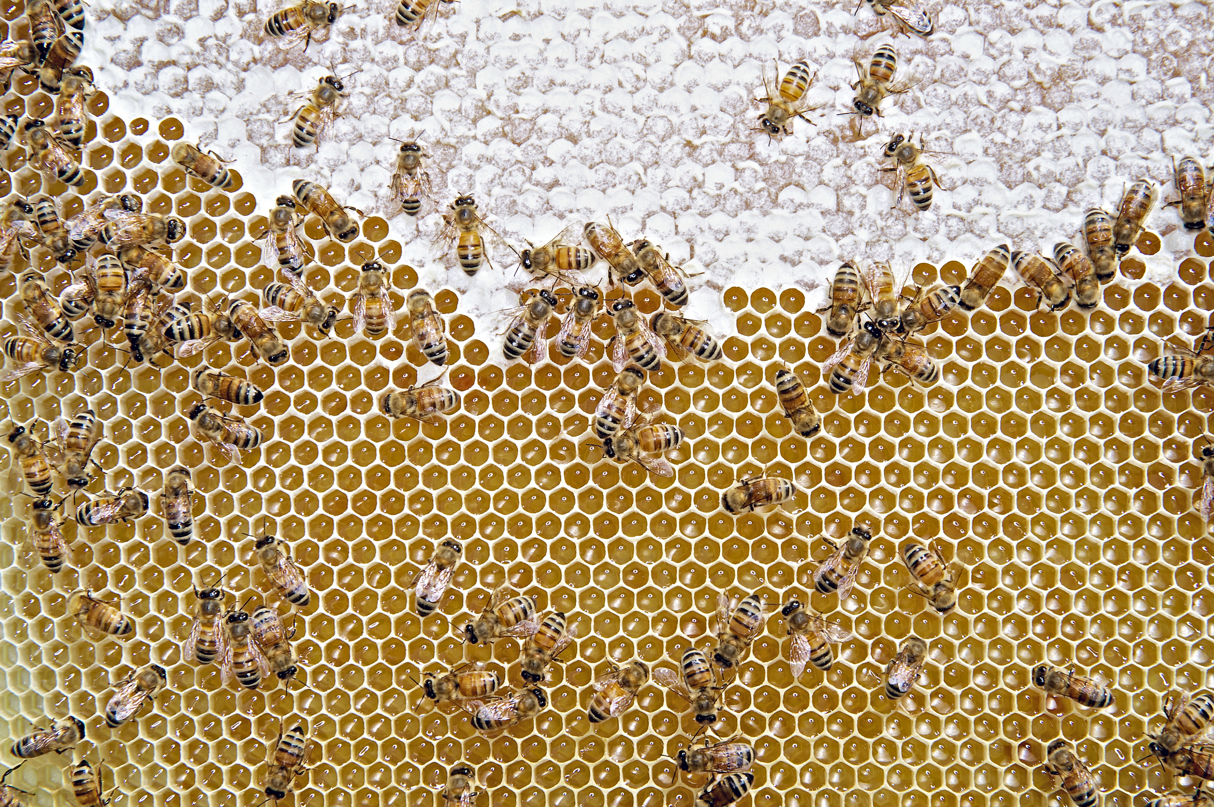 Bees1WEB.jpg