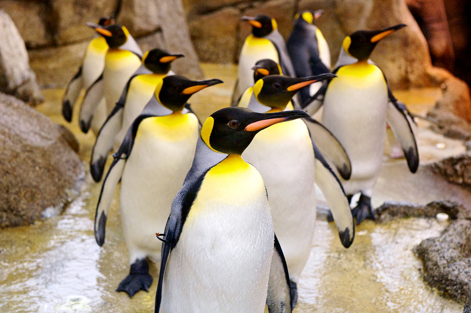 Penguin-AP1Web.jpg