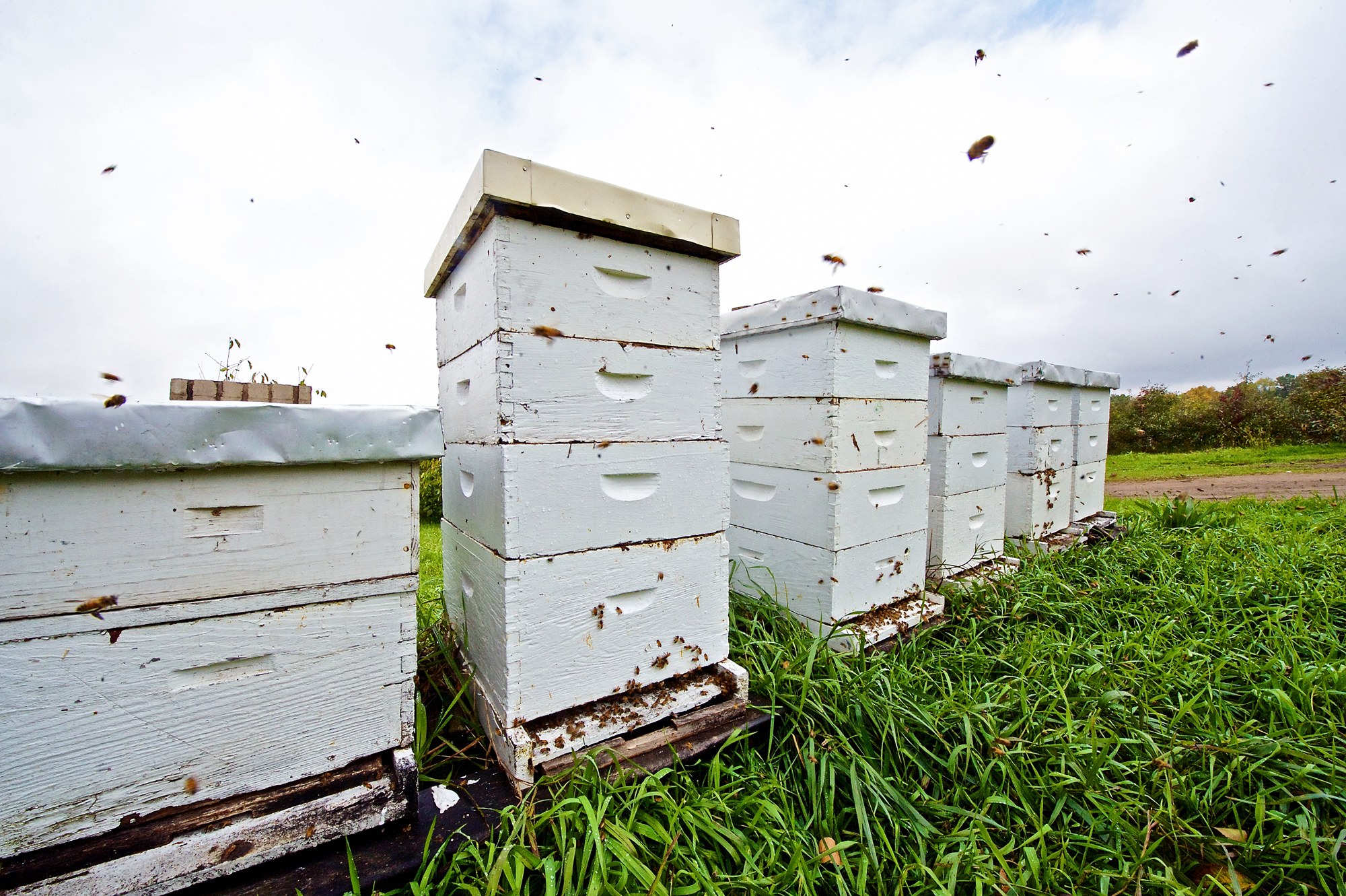  Bee Hives; honey bees; wood; orchard; apple; michigan; pure; insects; animal; nature; photography; photographer; fly; grass; plants; pollen; polination 