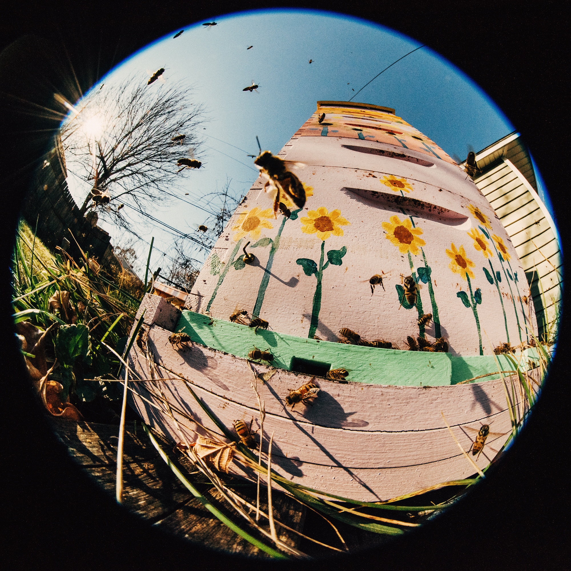 BeesFisheye1B.jpg