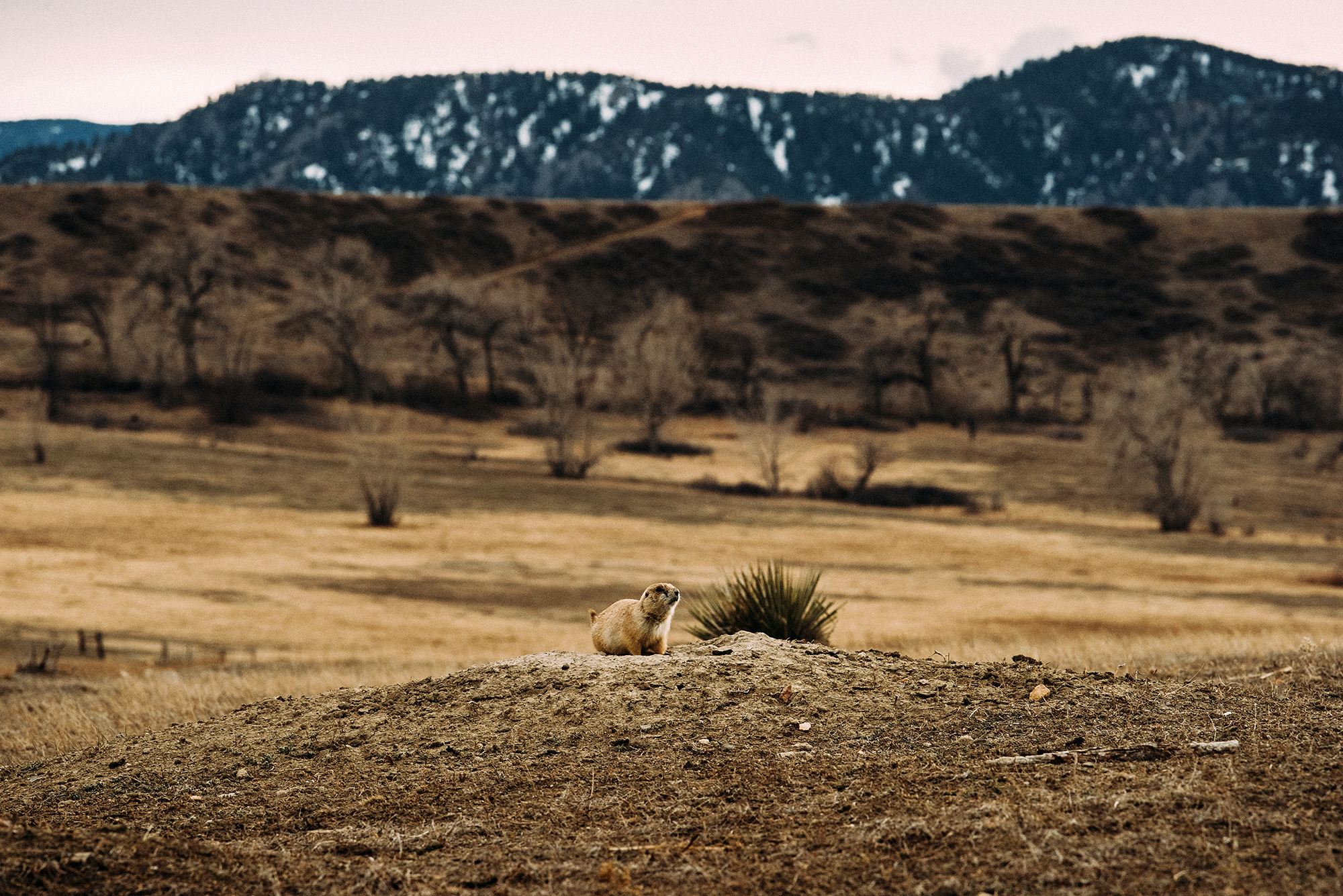 PrairieDog-APB.jpg