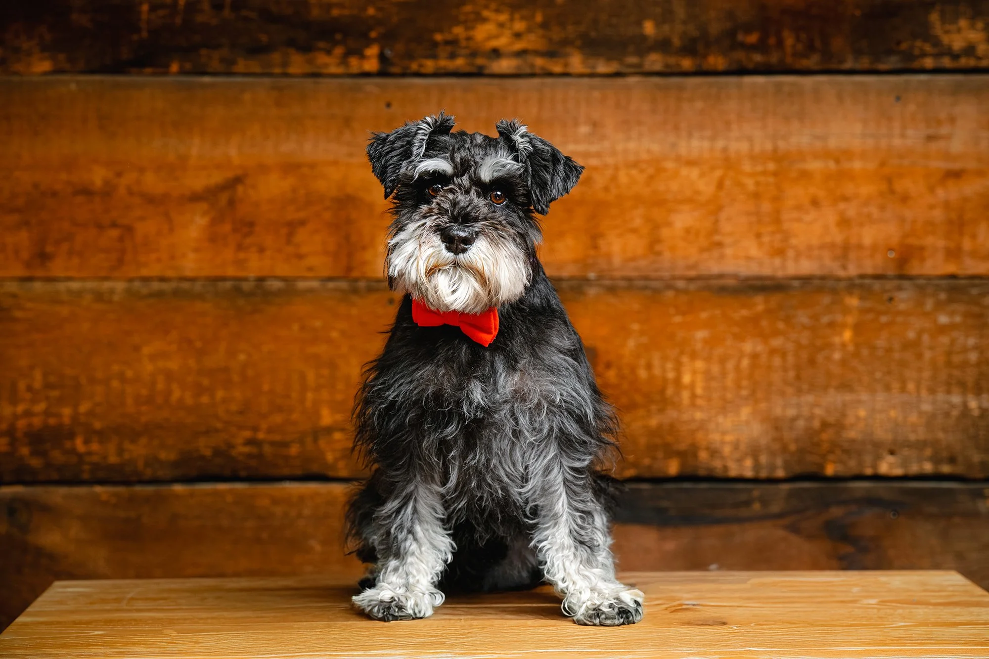 MiniatureSchnauzer.jpg