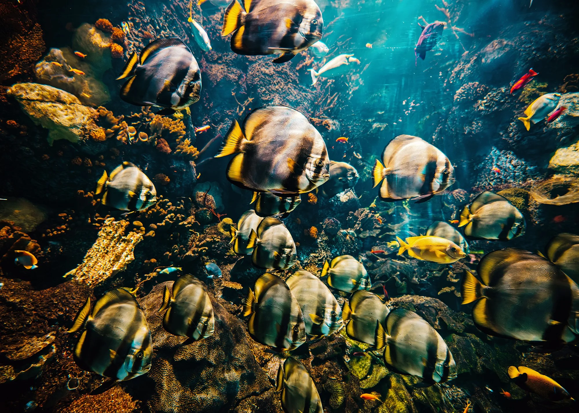 SheddAquarium2026-APw.jpg