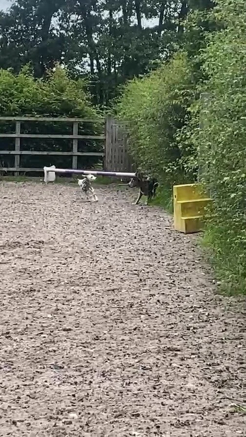 Dougal's Doggy Digs LTD