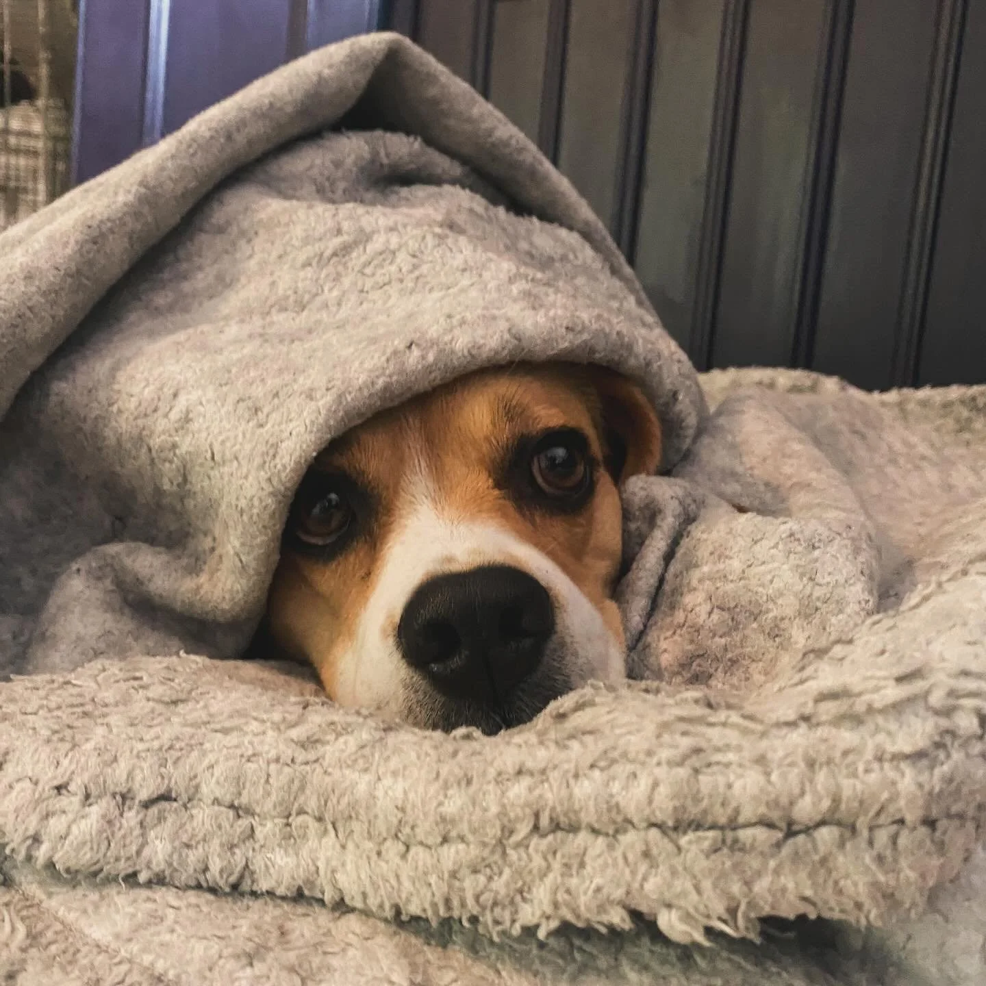 Been a duvet day kinda day at Dougal&rsquo;s 💦🐾🐶

#dougalsdoggydigs #dogoftheday #beagle #doggydaycare #doglover