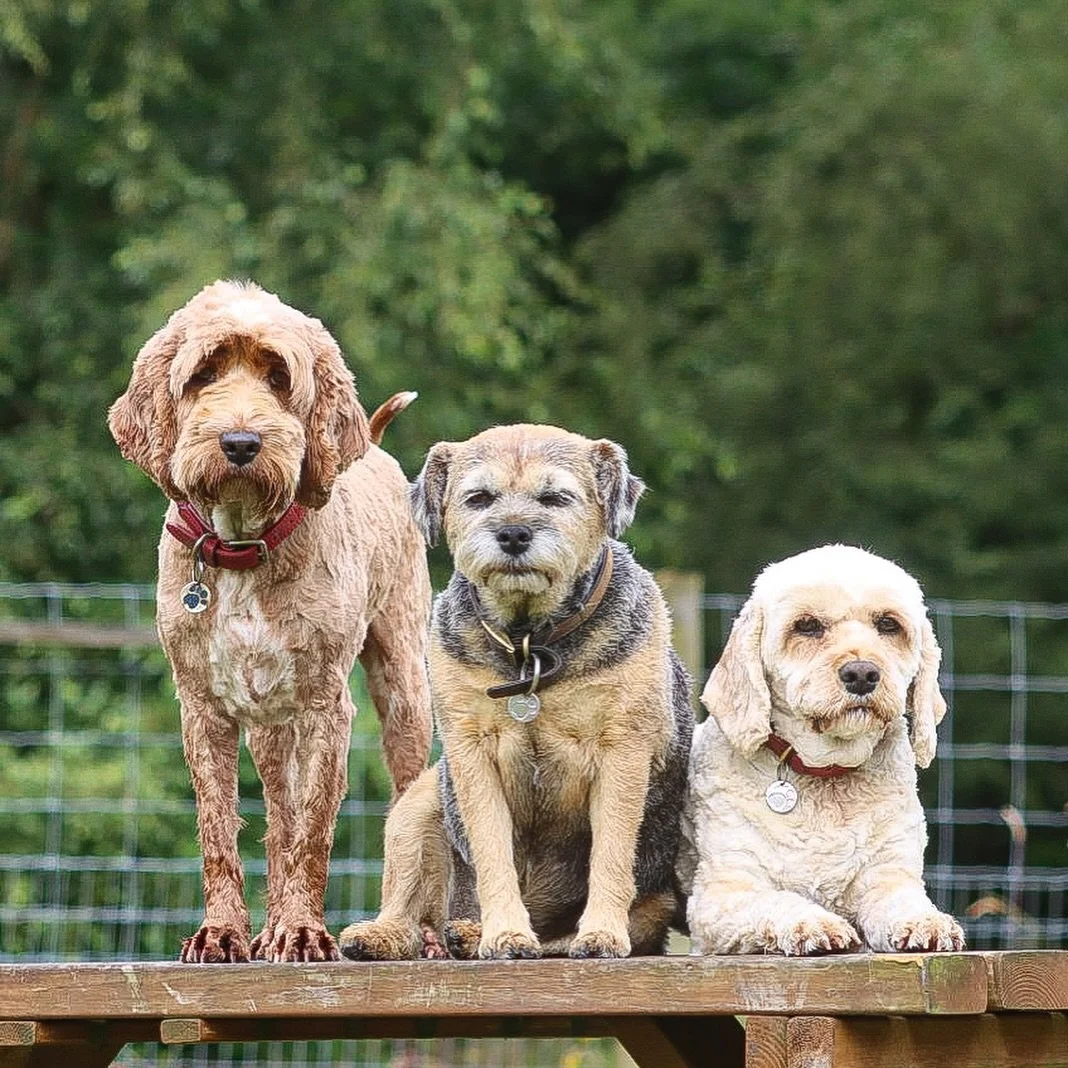 Some Friday Posers. 📸🐶🥰

#doggydaycare #dougalsdoggydigs #germanshorthairedpointer #beagle #cavapoo #cockapoo #borderterrier #doglover #dogphotography