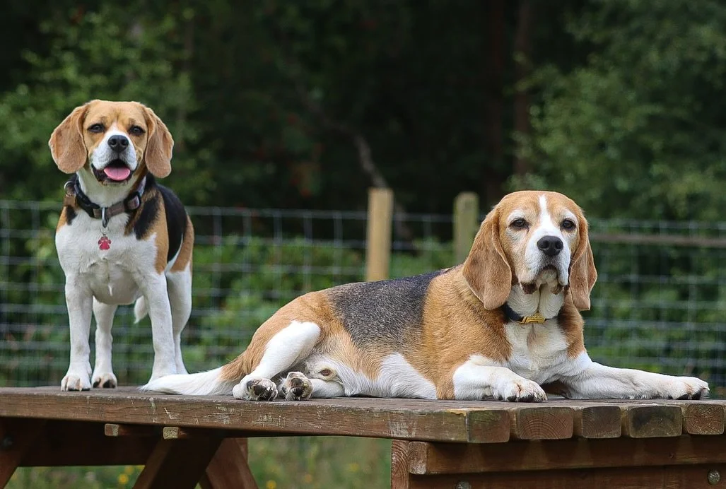 🥰🥰

#feltcutemightdeletelater #beagle #beagles #doggydaycareuk #dougalsdoggydigs #doggydaycareadventures #doglover #dogoftheday