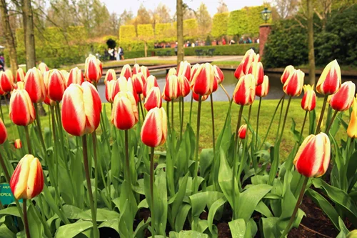 Holland's Iconic Tulips