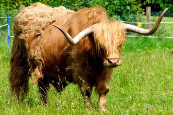 Highland-Cattle-600x400.jpg