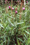 Canada Thistle