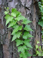 English Ivy
