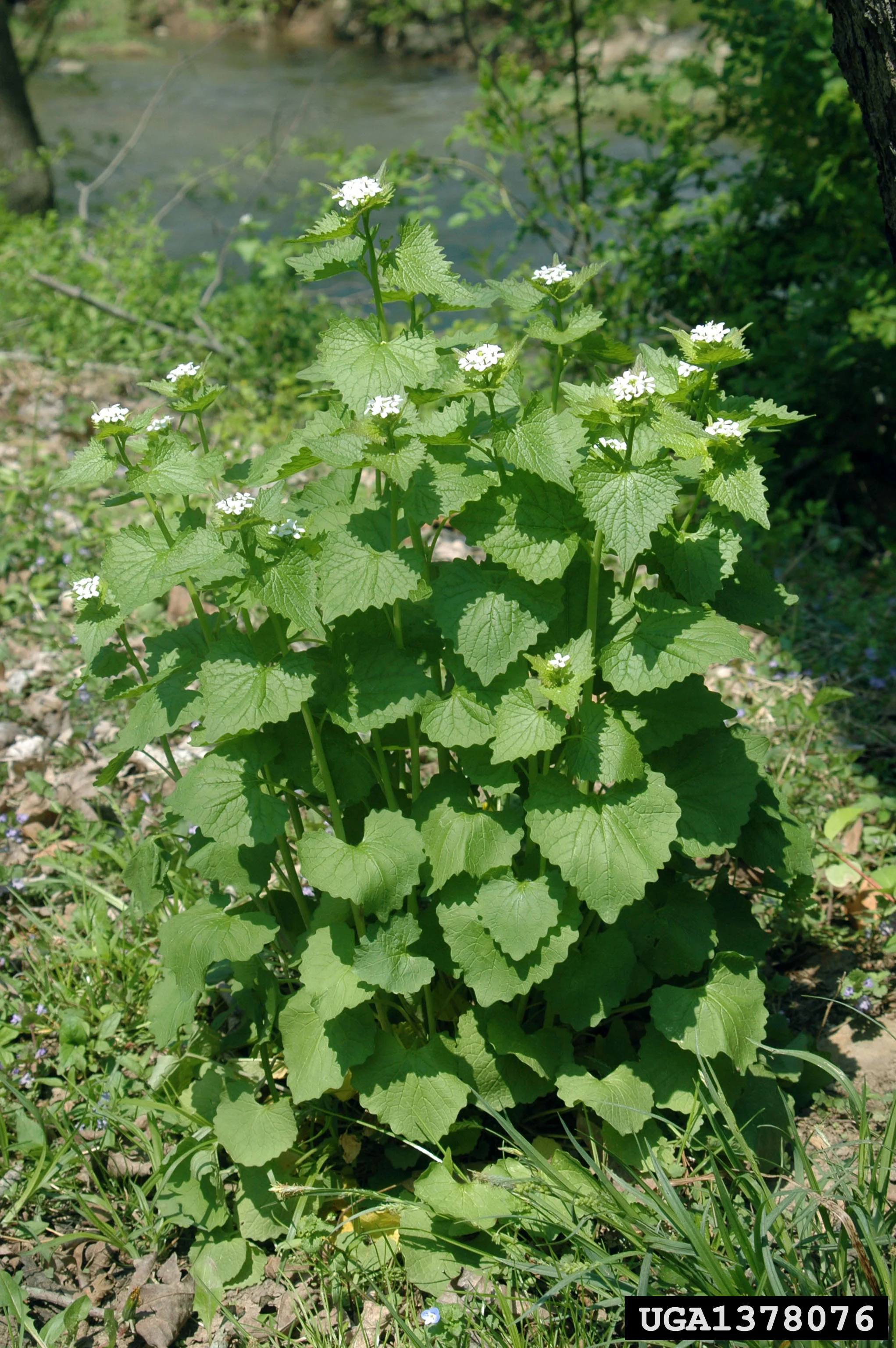 Garlic Mustard
