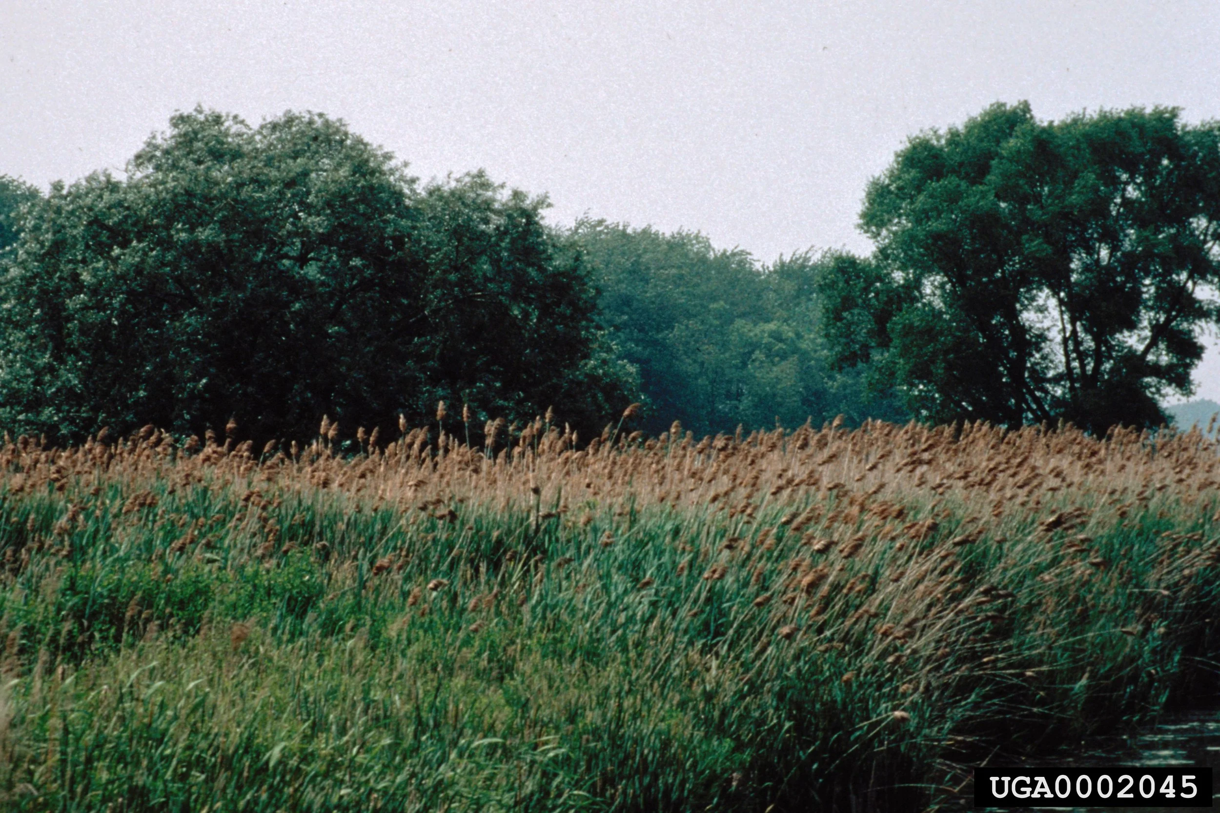 Common Reed