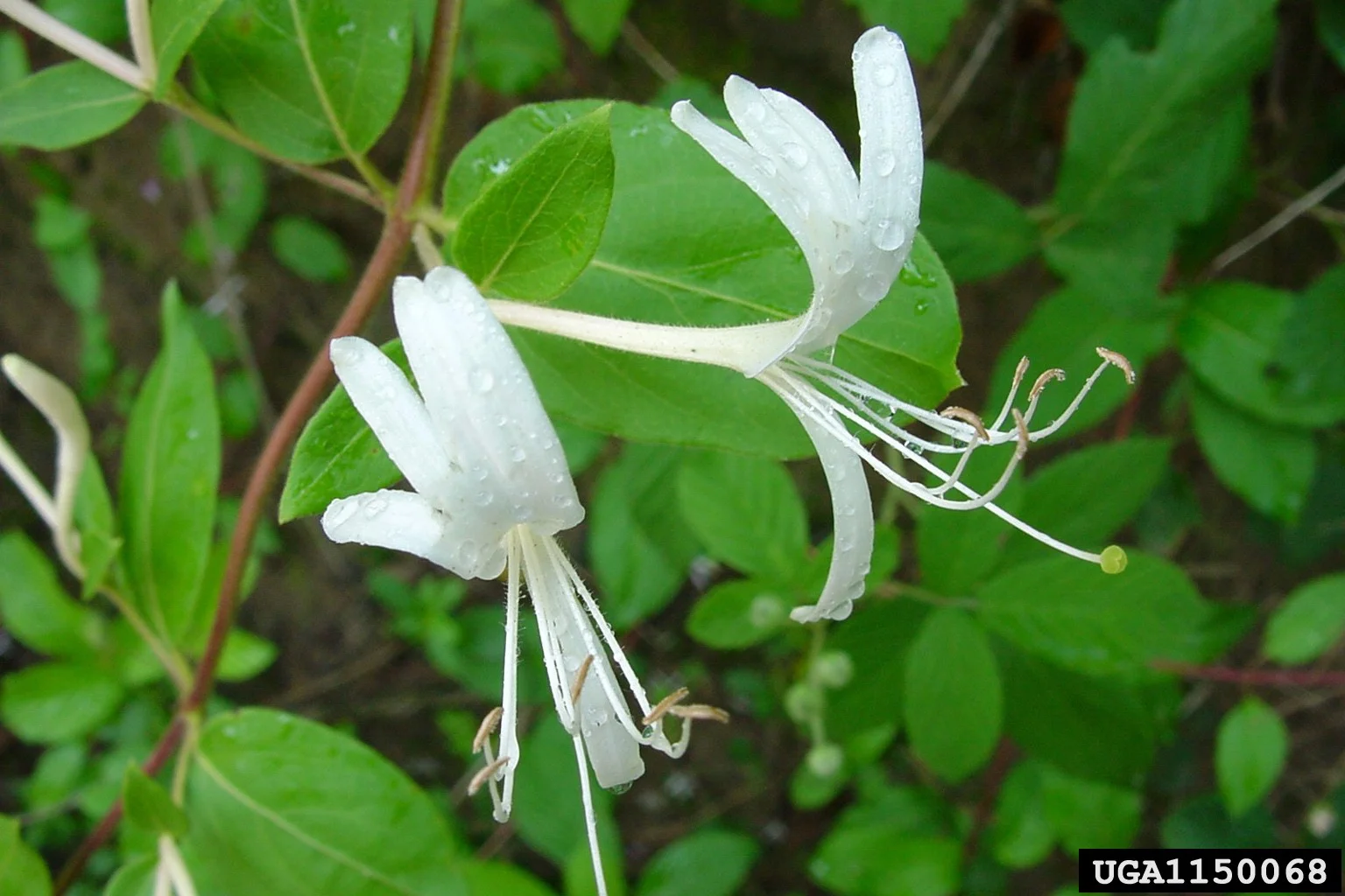 Japanese Honeysuckle