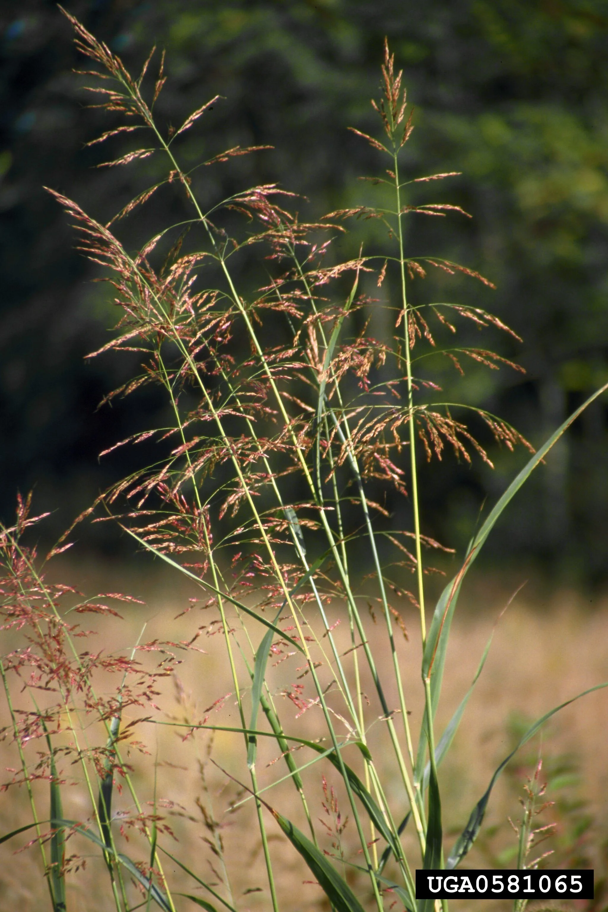 Johnson Grass