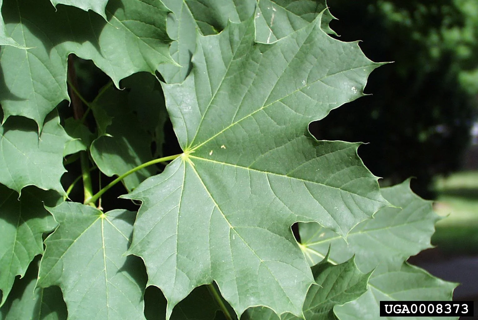 Norway Maple
