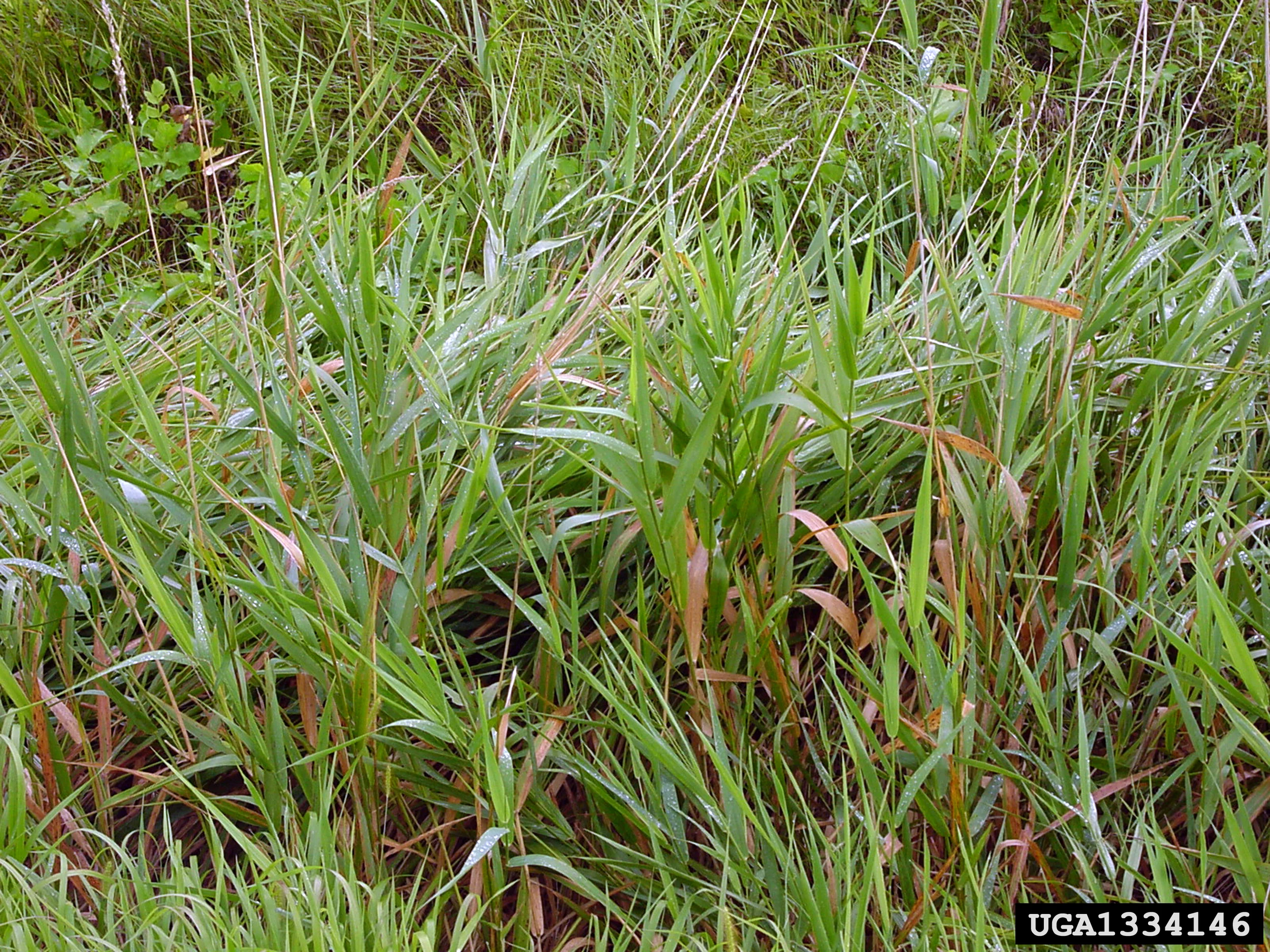 Reed Canary Grass