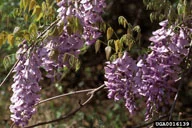 Wisteria