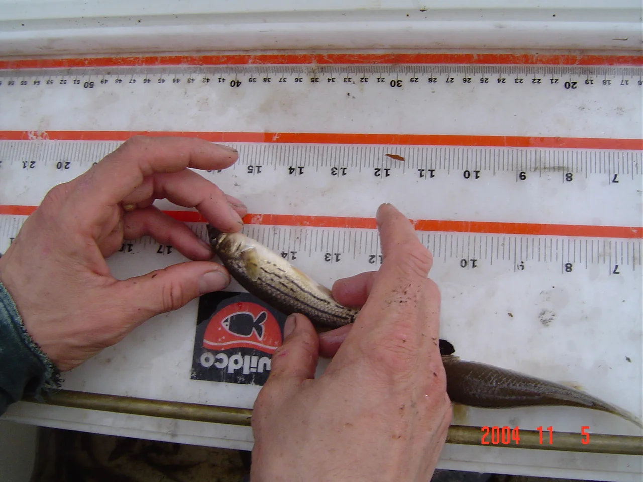 FishStocking Stocking A Pond Pond Stocking