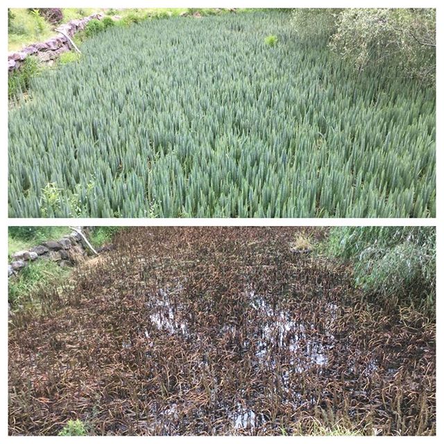 A single treatment of #nufarm AquaNeat made easy work of this horsetail