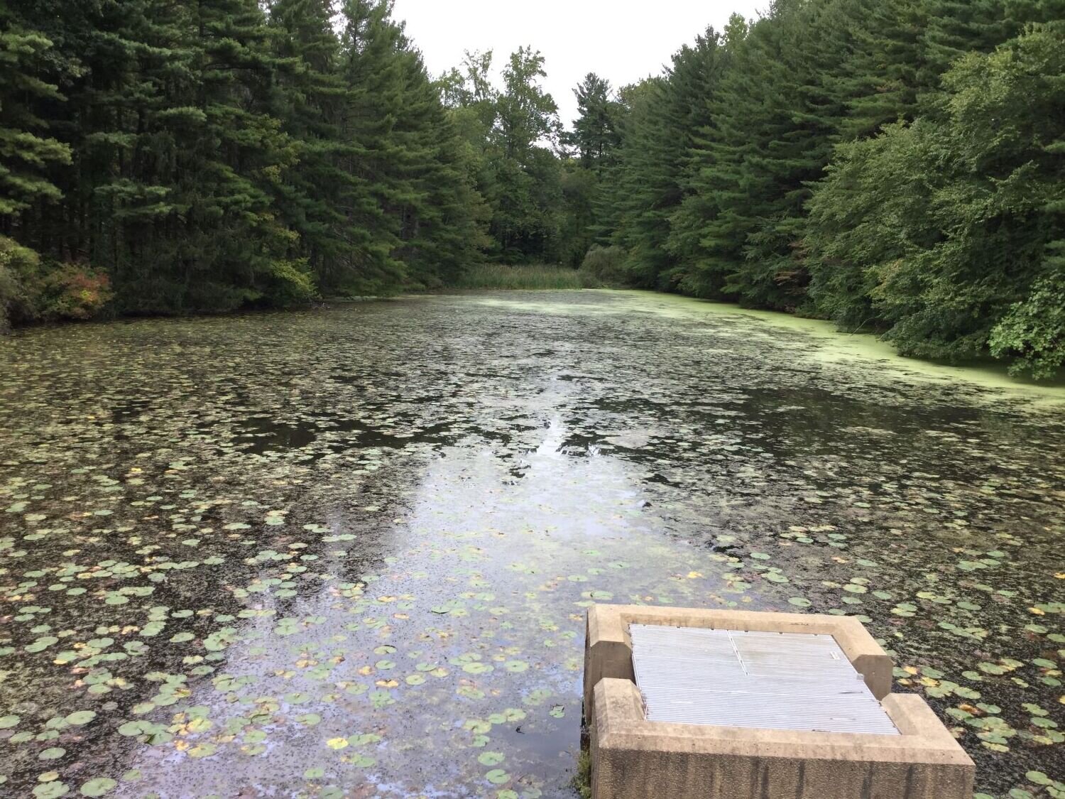 Water lily treatment.JPG