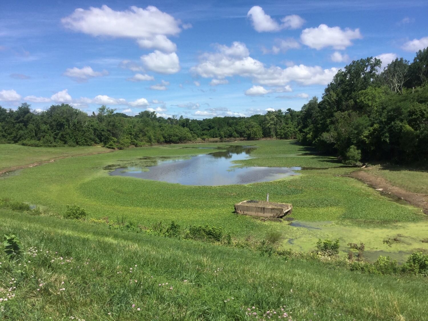 Pennsylvania Pond Management.JPG