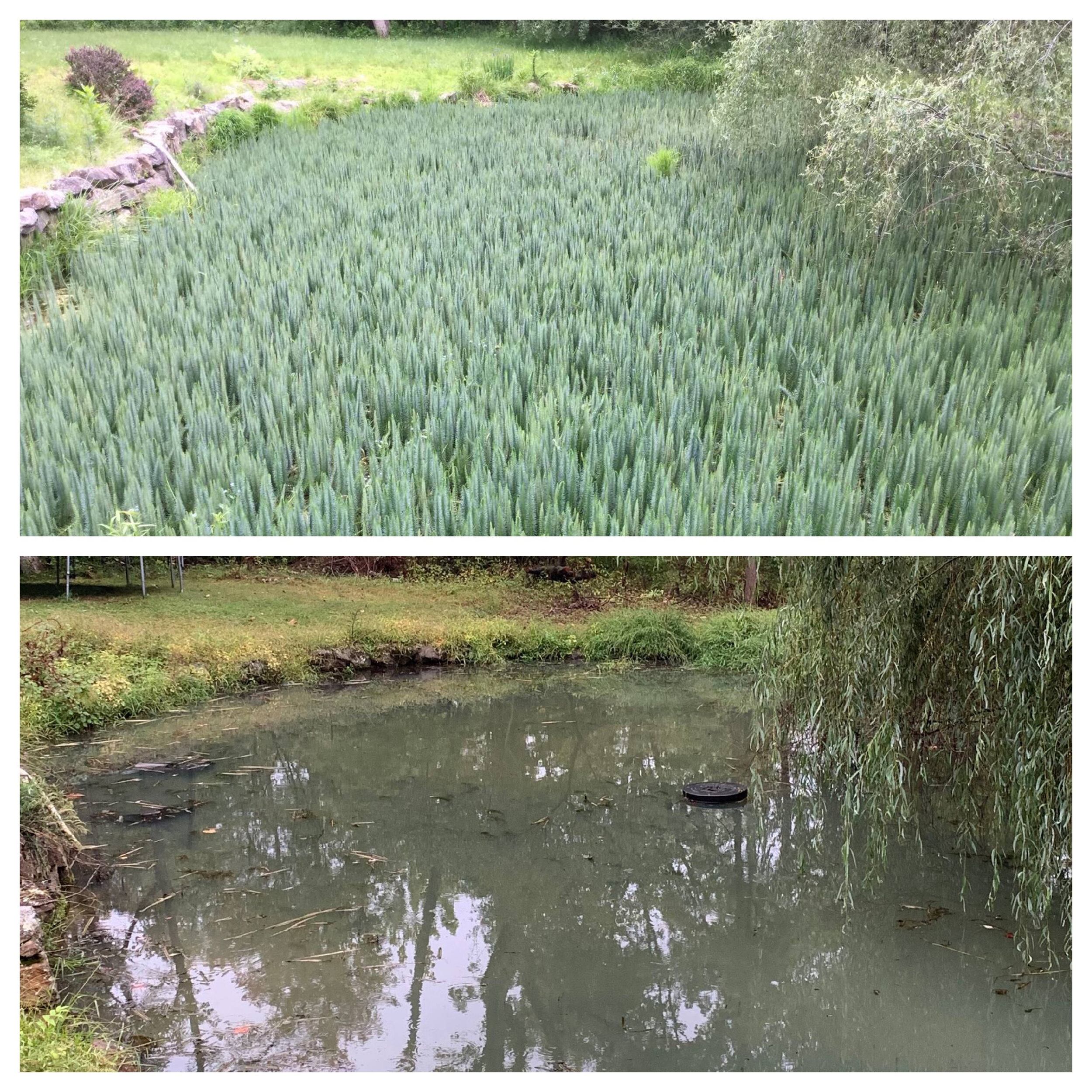 A Black Lagoon Case Study: Managing Common Horsetail in Northern New Jersey