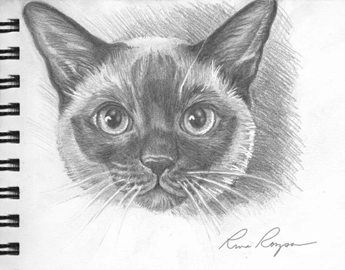 Dax Sketch